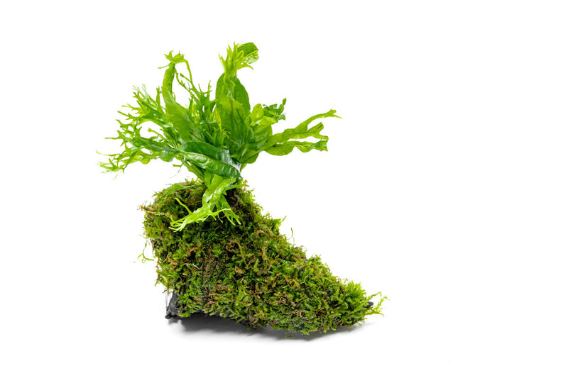 Christmas Moss and Windelov Java Fern on Driftwood Moss - Buce Plant
