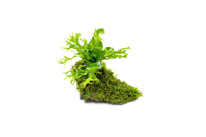 Christmas Moss and Windelov Java Fern on Driftwood Moss - Buce Plant