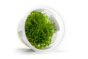 Christmas Moss Aquatic Farmer Tissue Culture Tissue Culture - Buce Plant