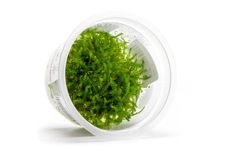 Christmas Moss Aquatic Farmer Tissue Culture Tissue Culture - Buce Plant