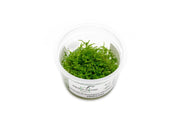 Christmas Moss Aquatic Farmer Tissue Culture Tissue Culture - Buce Plant