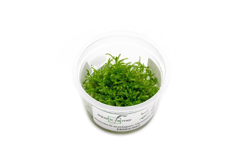 Christmas Moss Aquatic Farmer Tissue Culture Tissue Culture - Buce Plant