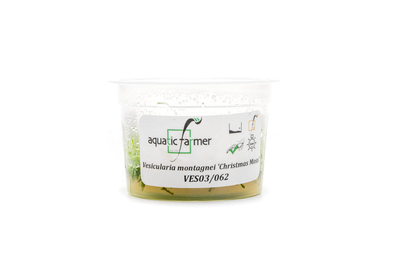 Christmas Moss Aquatic Farmer Tissue Culture Tissue Culture - Buce Plant