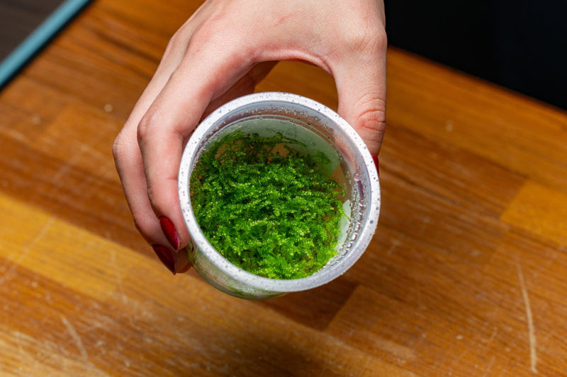 Christmas Moss Aquatic Farmer Tissue Culture Tissue Culture - Buce Plant