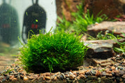 Christmas Moss Dome