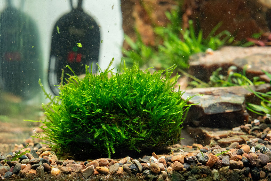 Christmas Moss Dome