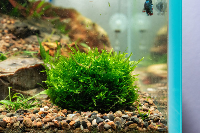 Christmas Moss Dome