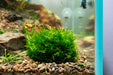 Christmas Moss Dome