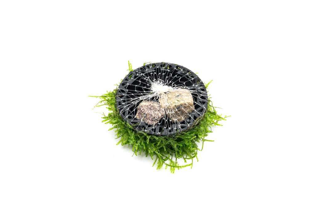Christmas Moss Dome
