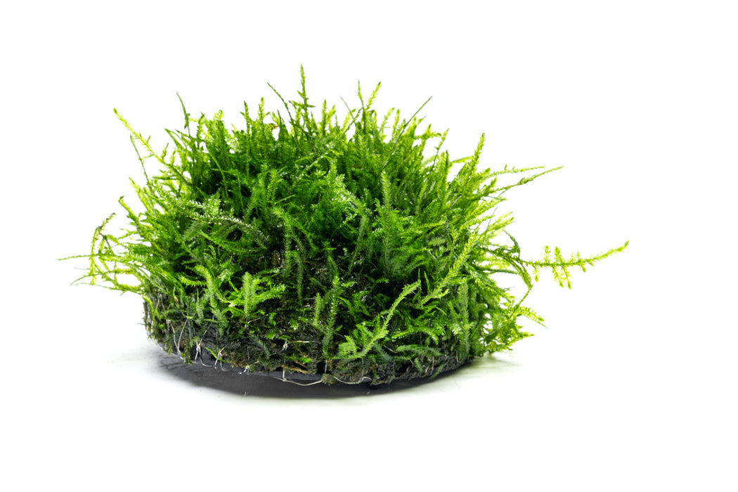 Christmas Moss Dome