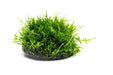 Christmas Moss Dome