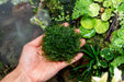 Christmas Moss Dome