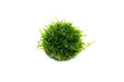 Christmas Moss Dome