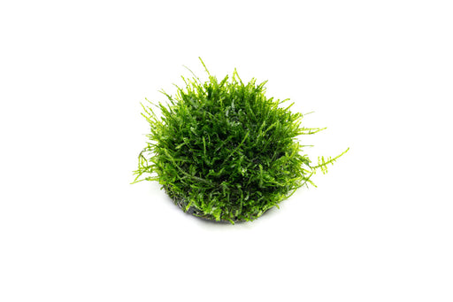 Christmas Moss Dome