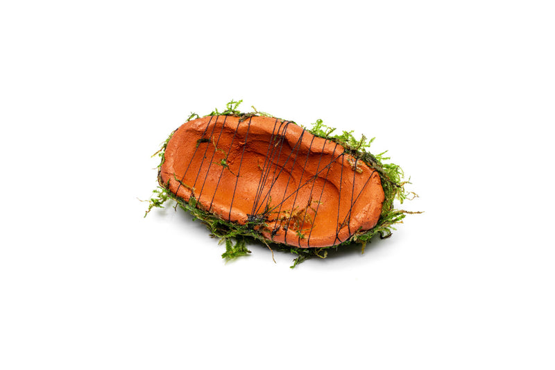 Christmas Moss on Clay Aquatic Plant - Buce Plant