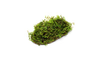 Christmas Moss on Clay Aquatic Plant - Buce Plant