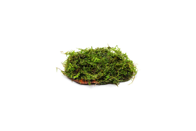 Christmas Moss on Clay Aquatic Plant - Buce Plant