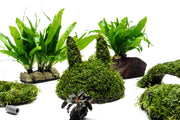 Christmas Moss on Coconut Rabbit Aquatic Plant - Buce Plant