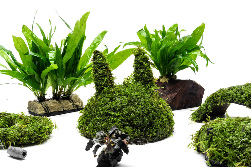Christmas Moss on Coconut Rabbit Aquatic Plant - Buce Plant