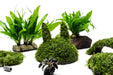 Aquatic Christmas Moss attached to a coconut rabbit ornament, ideal for aquarium decoration, by ACW.