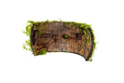 Christmas Moss on Coconut Shell Bridge Aquatic Plant - Buce Plant