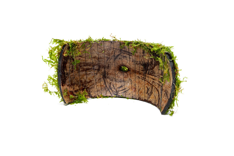 Christmas Moss on Coconut Shell Bridge Aquatic Plant - Buce Plant
