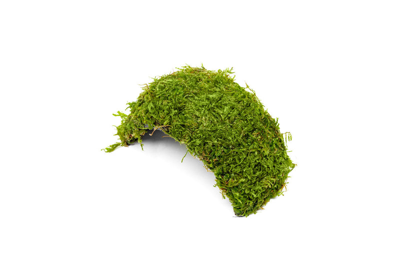 Christmas Moss on Coconut Shell Bridge Aquatic Plant - Buce Plant