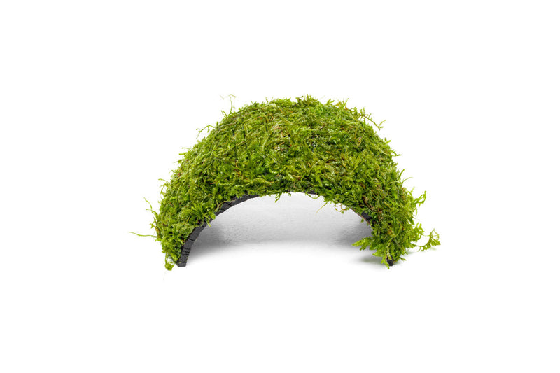Christmas Moss on Coconut Shell Bridge Aquatic Plant - Buce Plant