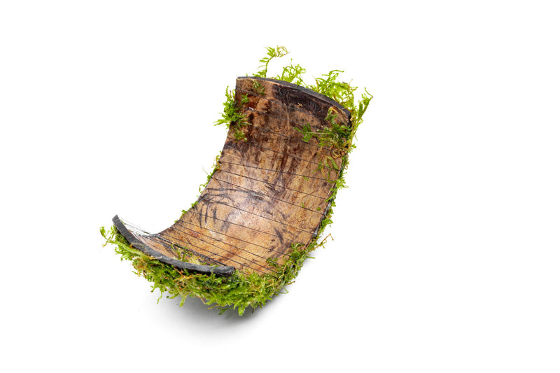 Christmas Moss on Coconut Shell Bridge Aquatic Plant - Buce Plant