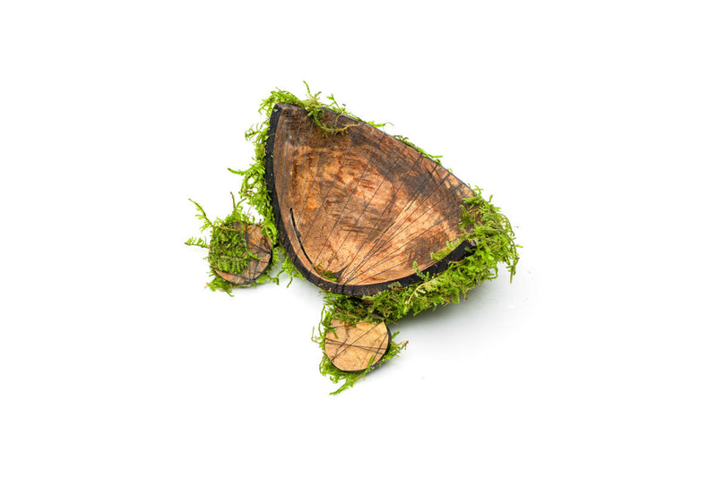 Christmas Moss on Coconut Toad Aquatic Plant - Buce Plant