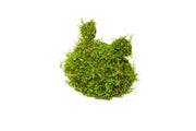 Christmas Moss on Coconut Toad Aquatic Plant - Buce Plant
