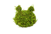 Christmas Moss on Coconut Toad Aquatic Plant - Buce Plant