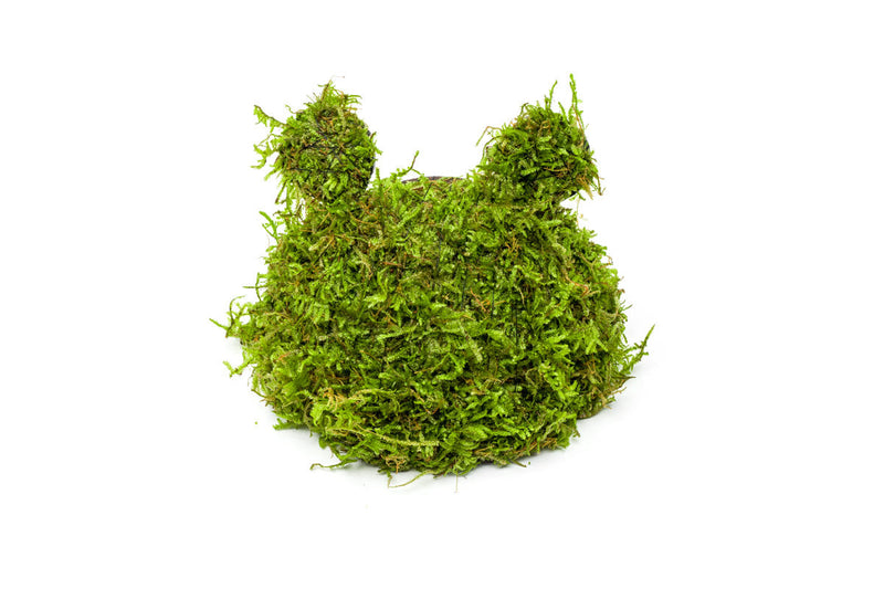 Christmas Moss on Coconut Toad Aquatic Plant - Buce Plant