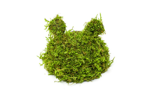 Christmas Moss on Coconut Toad