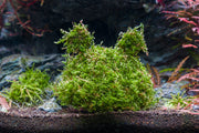 Christmas Moss on Coconut Toad Aquatic Plant - Buce Plant