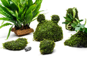 Anubias Minima on Christmas Moss Tower Aquatic Plant - Buce Plant