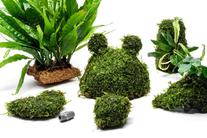 Anubias Minima on Christmas Moss Tower Aquatic Plant - Buce Plant
