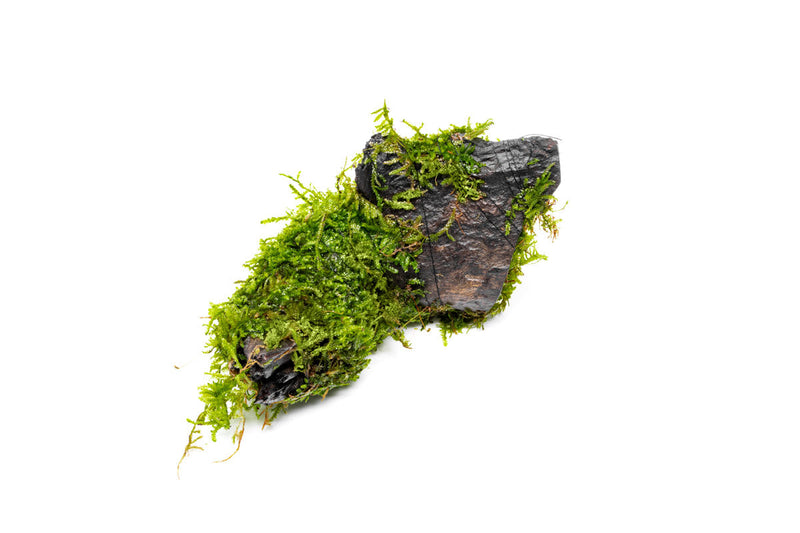 Christmas Moss on Driftwood Moss - Buce Plant