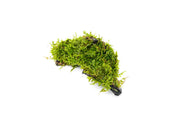 Christmas Moss on Driftwood Moss - Buce Plant