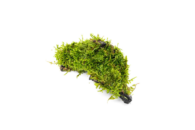 Christmas Moss on Driftwood Moss - Buce Plant