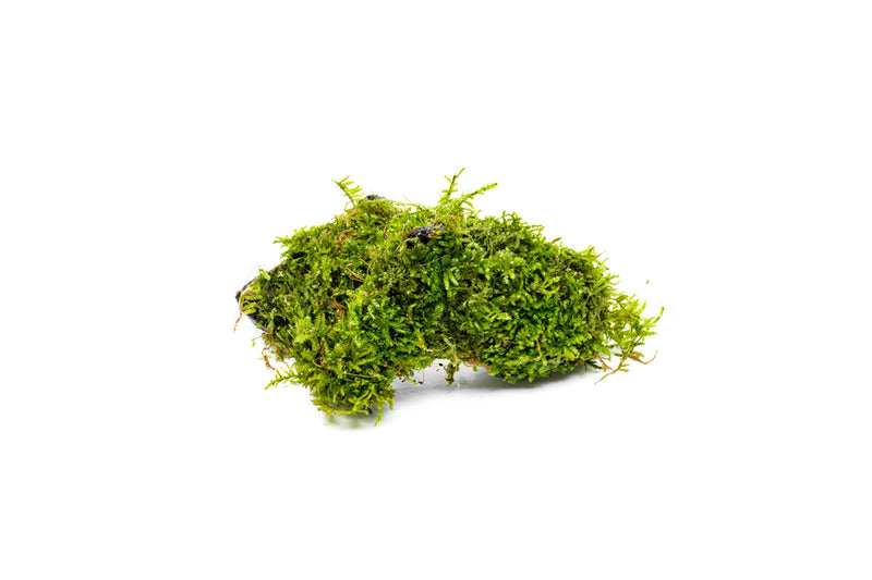 Christmas Moss on Driftwood Moss - Buce Plant