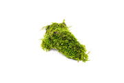 Christmas Moss on Driftwood Moss - Buce Plant