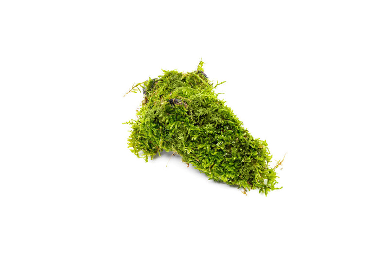Christmas Moss on Driftwood Moss - Buce Plant