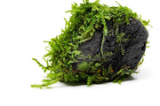Christmas Moss on Lava Stone Aquatic Plant - Buce Plant