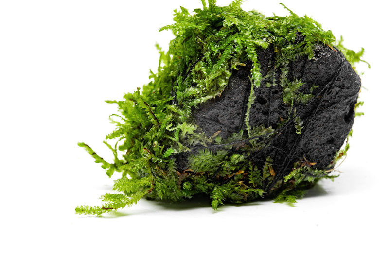Christmas Moss on Lava Stone Aquatic Plant - Buce Plant