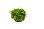 Christmas Moss on Lava Stone Aquatic Plant - Buce Plant
