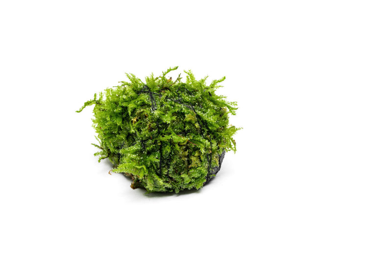 Christmas Moss on Lava Stone Aquatic Plant - Buce Plant
