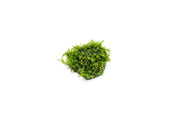 Christmas Moss on Lava Stone Aquatic Plant - Buce Plant