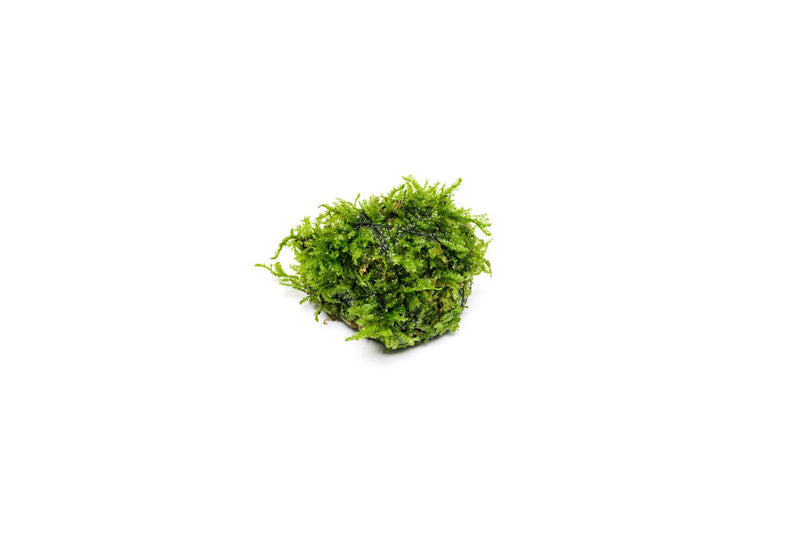 Christmas Moss on Lava Stone Aquatic Plant - Buce Plant