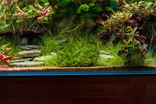 Christmas Moss on Stainless Steel